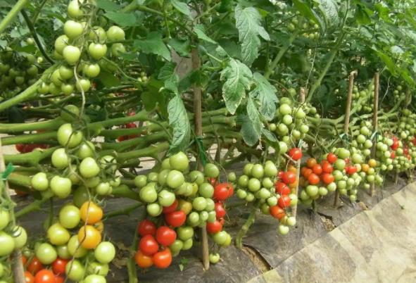 The use effect of on the tomato plant