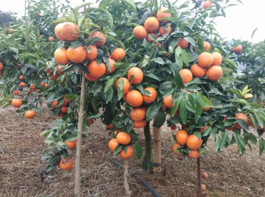 In the use of mandarin orange planting effect